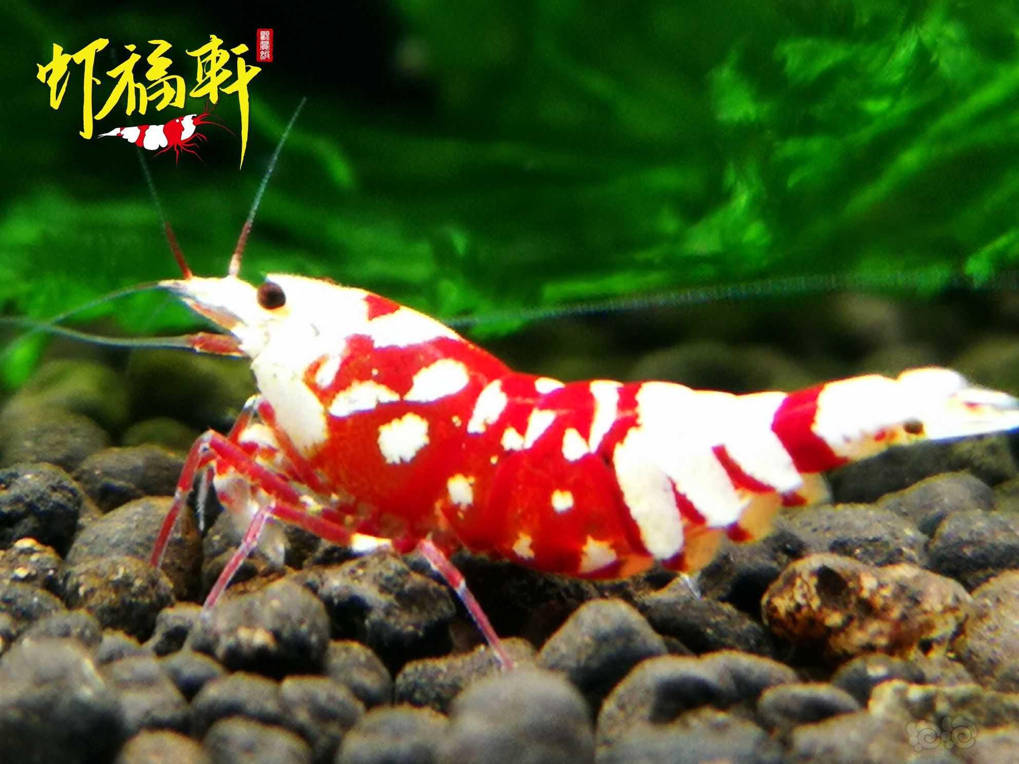 【虾】2022-09-06#RMB拍卖#优质红花虎2只-图1