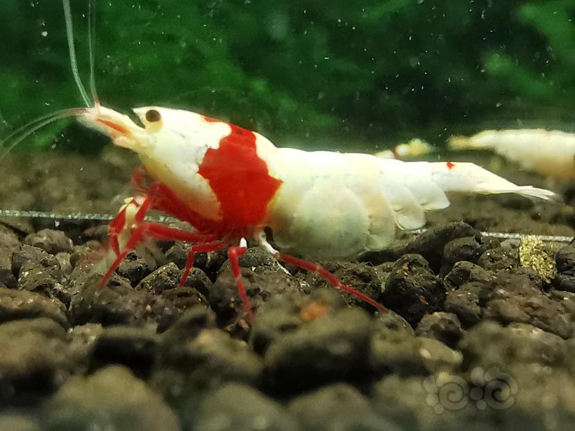 【虾】2022-09-07#RMB拍卖#红白水晶虾两只-图2