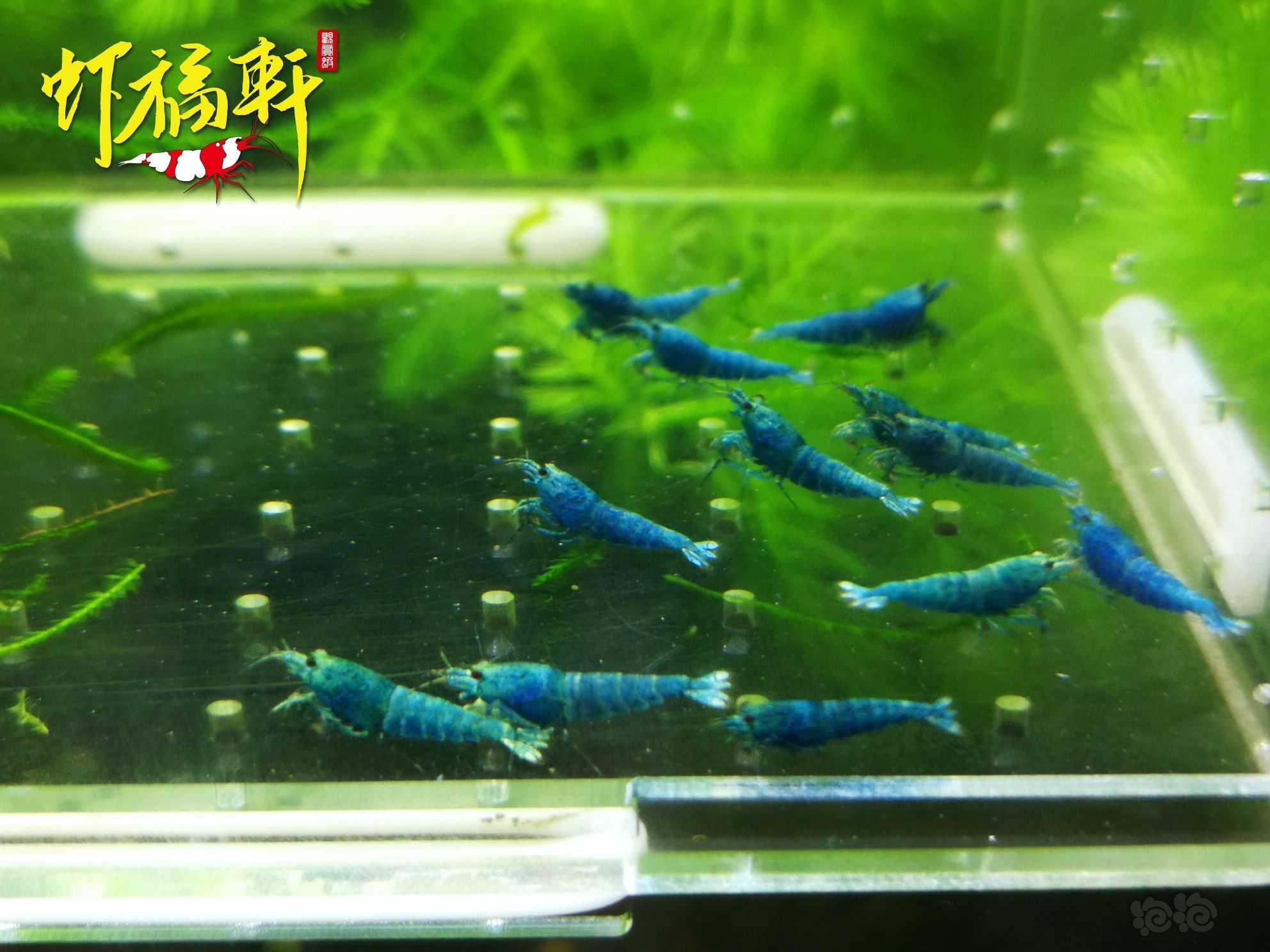 【虾】2022-09-18#RMB拍卖#蓝金刚小苗12只-图3