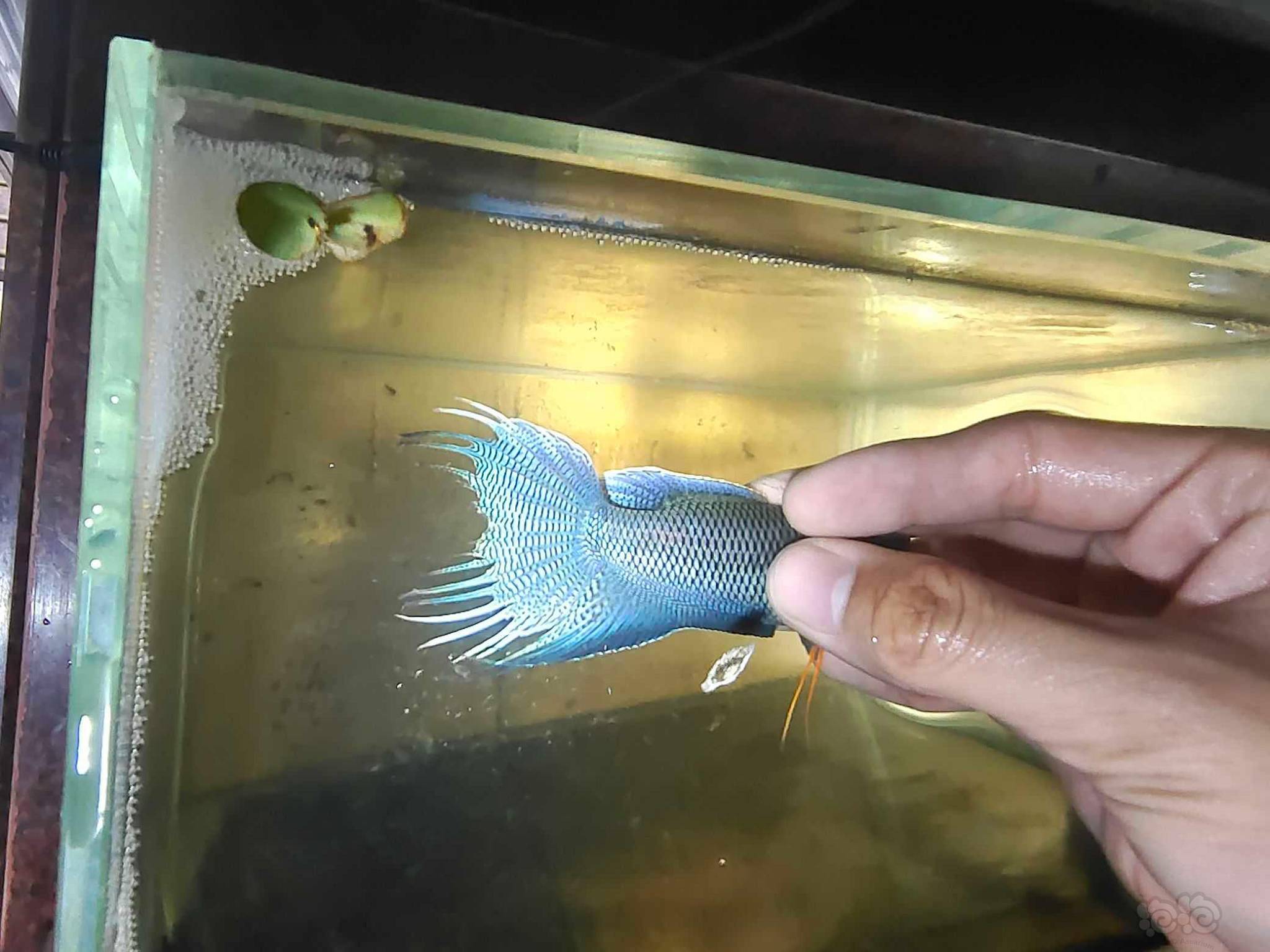 蓝型越黑斗鱼-图6