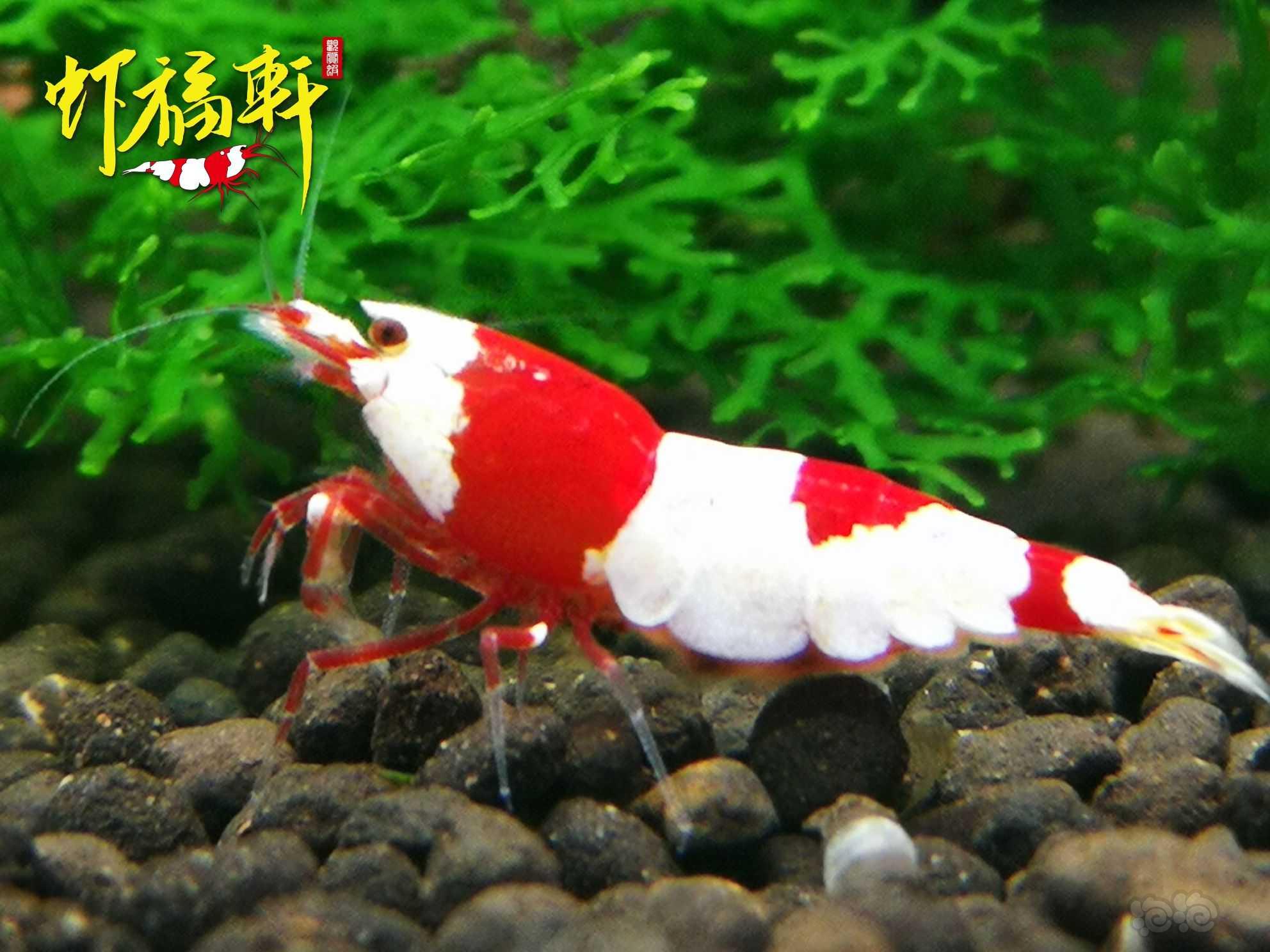 【虾】2022-09-14#RMB拍卖#红白繁殖组5只-图1