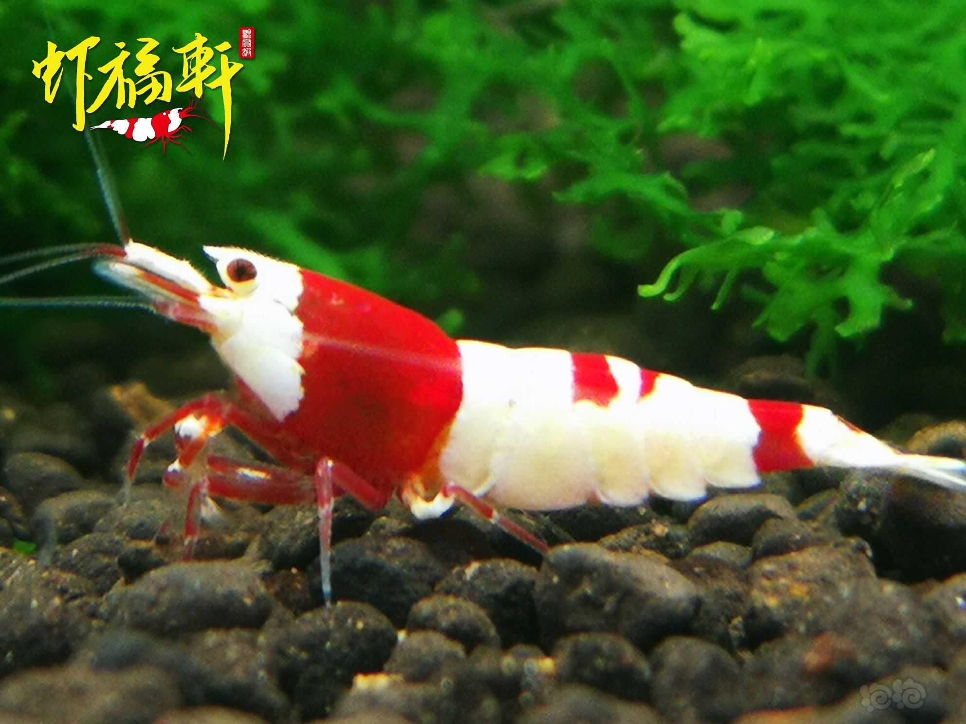 【虾】2022-09-14#RMB拍卖#红白繁殖组5只-图2