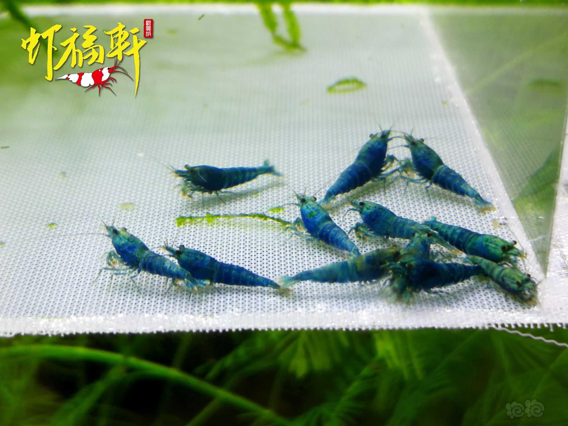【虾】2022-09-11#RMB拍卖#蓝金刚小苗12只-图3