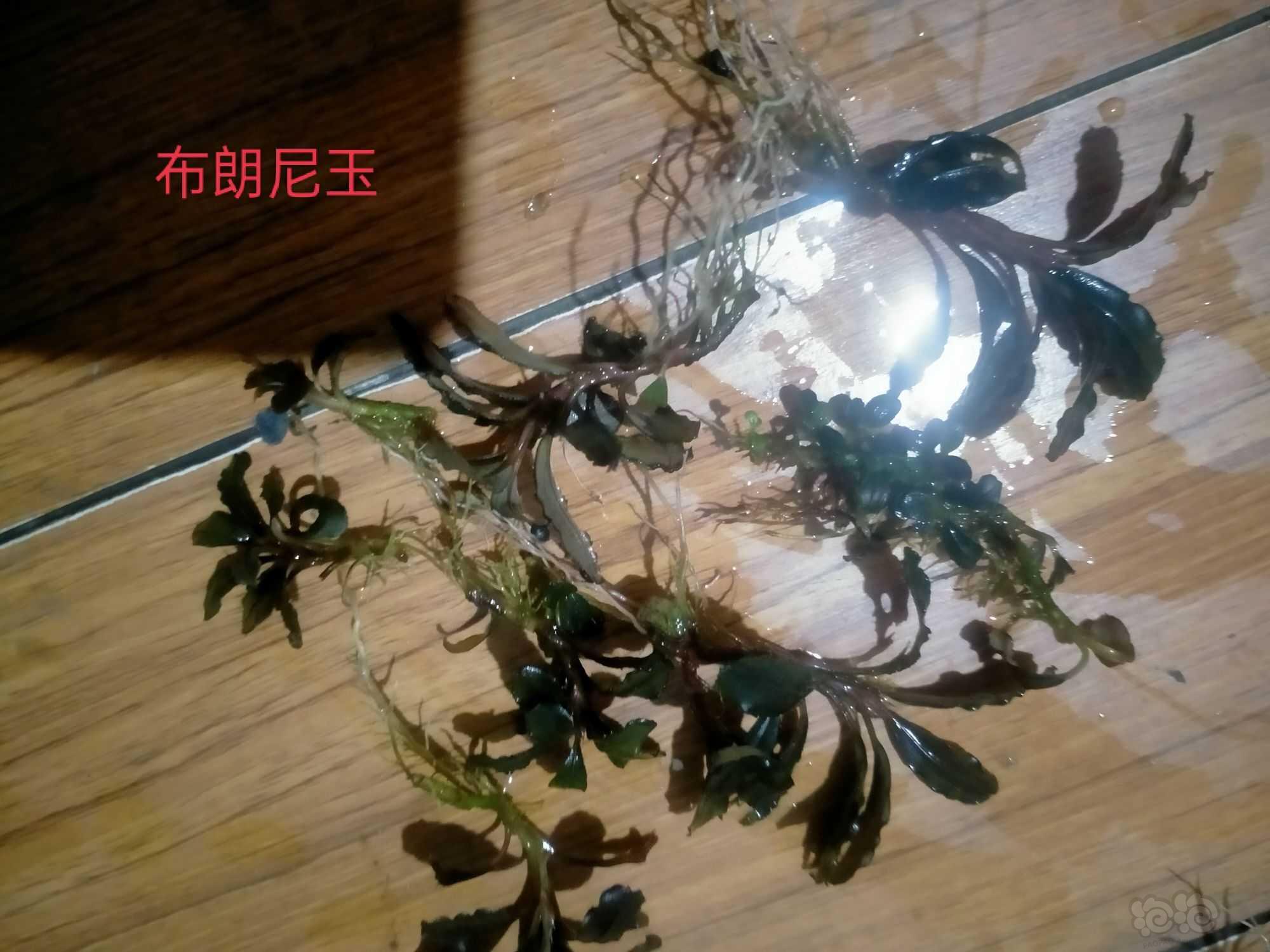 【水草】2022-09-25#RMB拍卖#老货辣椒榕一堆-图5