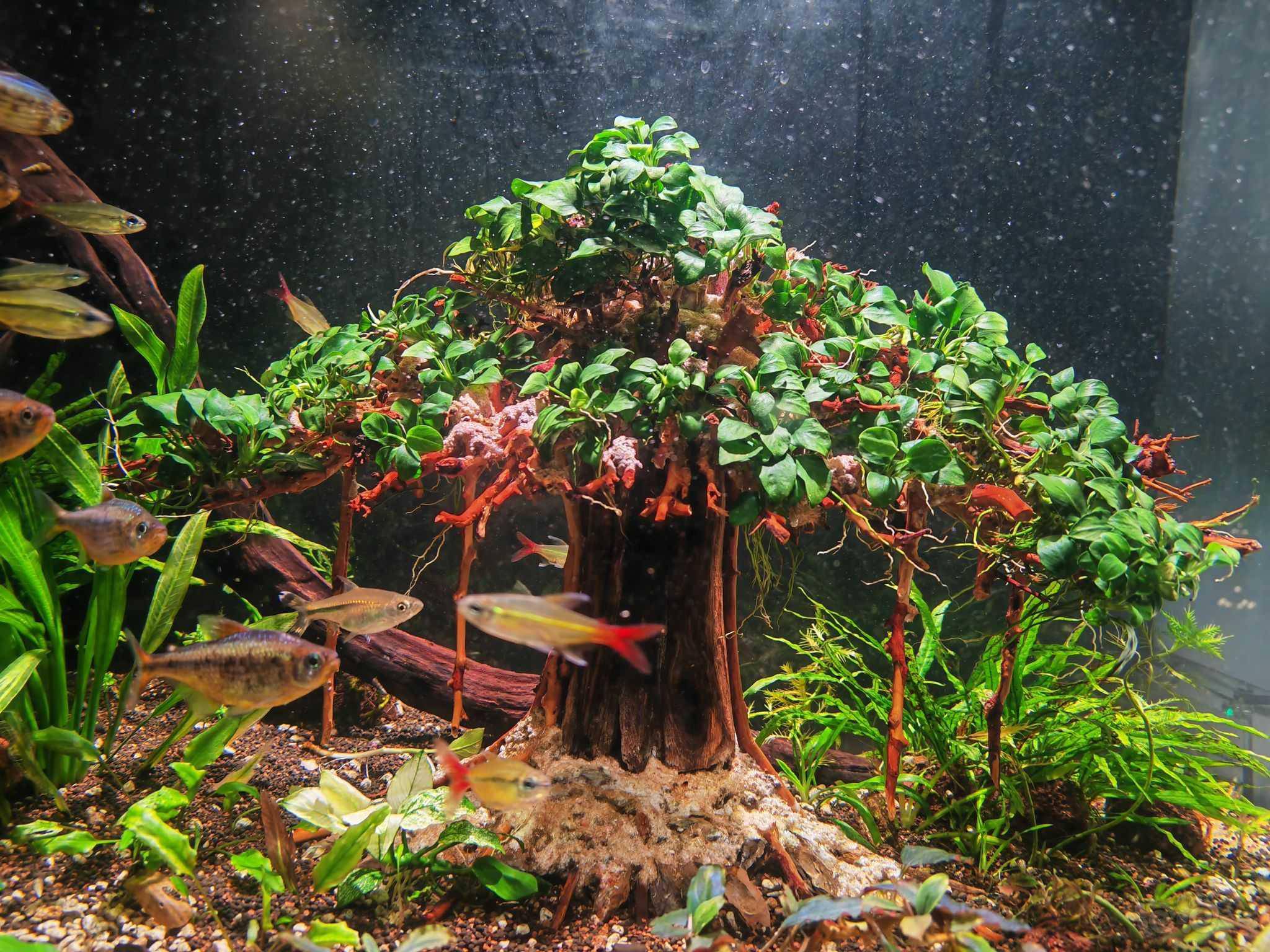 迷你水榕景-图2