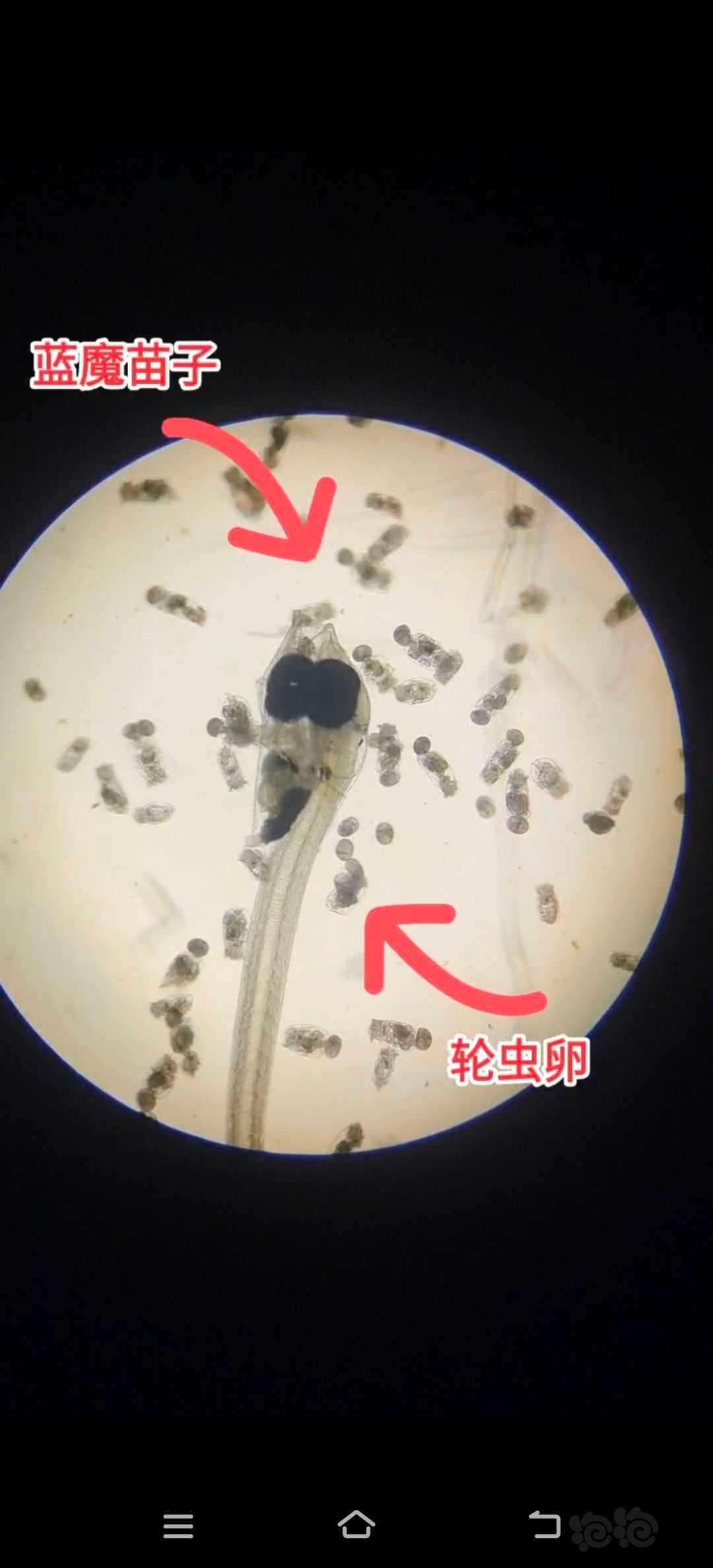 斐济蓝魔苗子和黑背心苗子上显微镜-图2