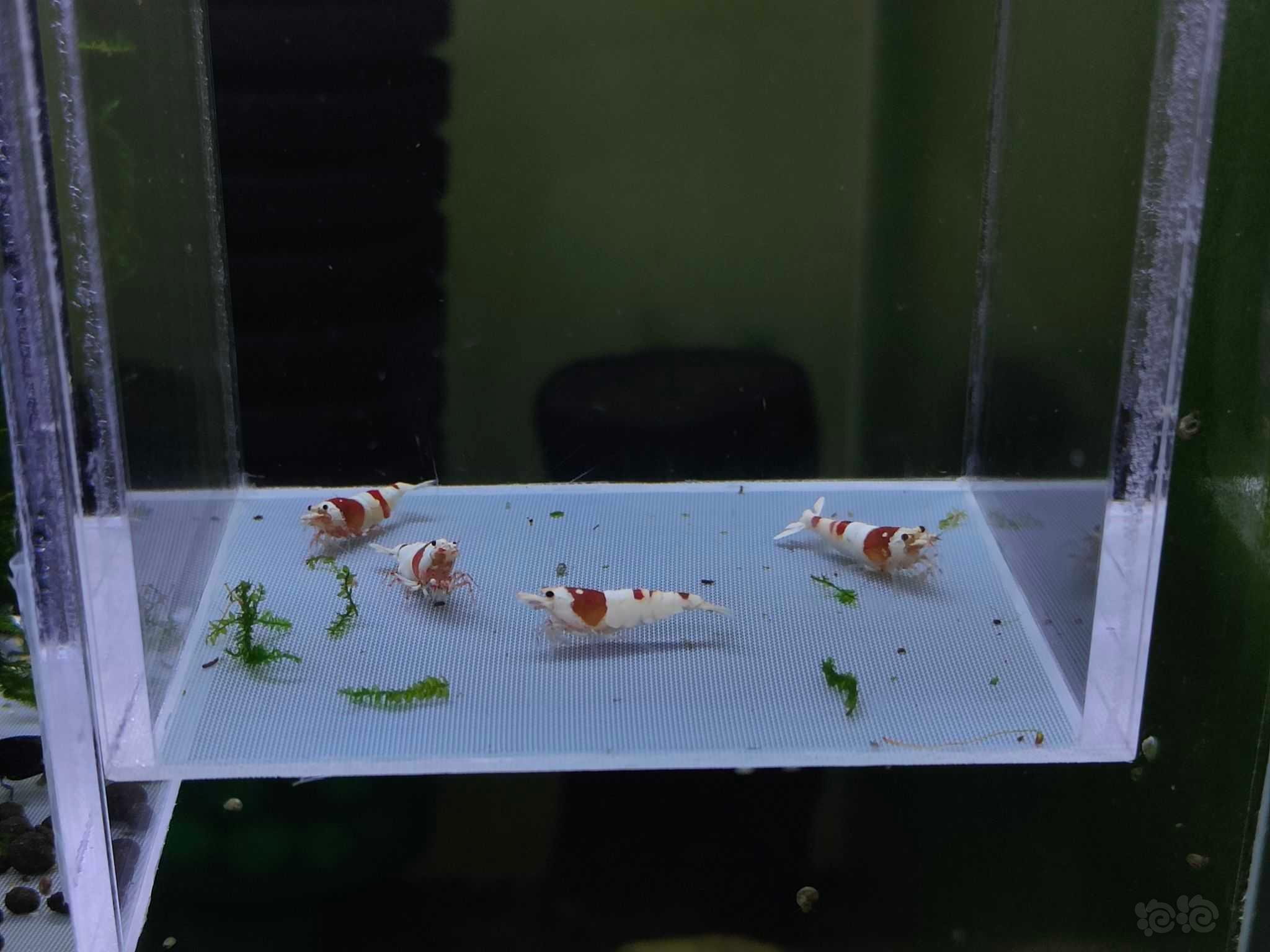 【水晶虾】出红白2公2母-图2