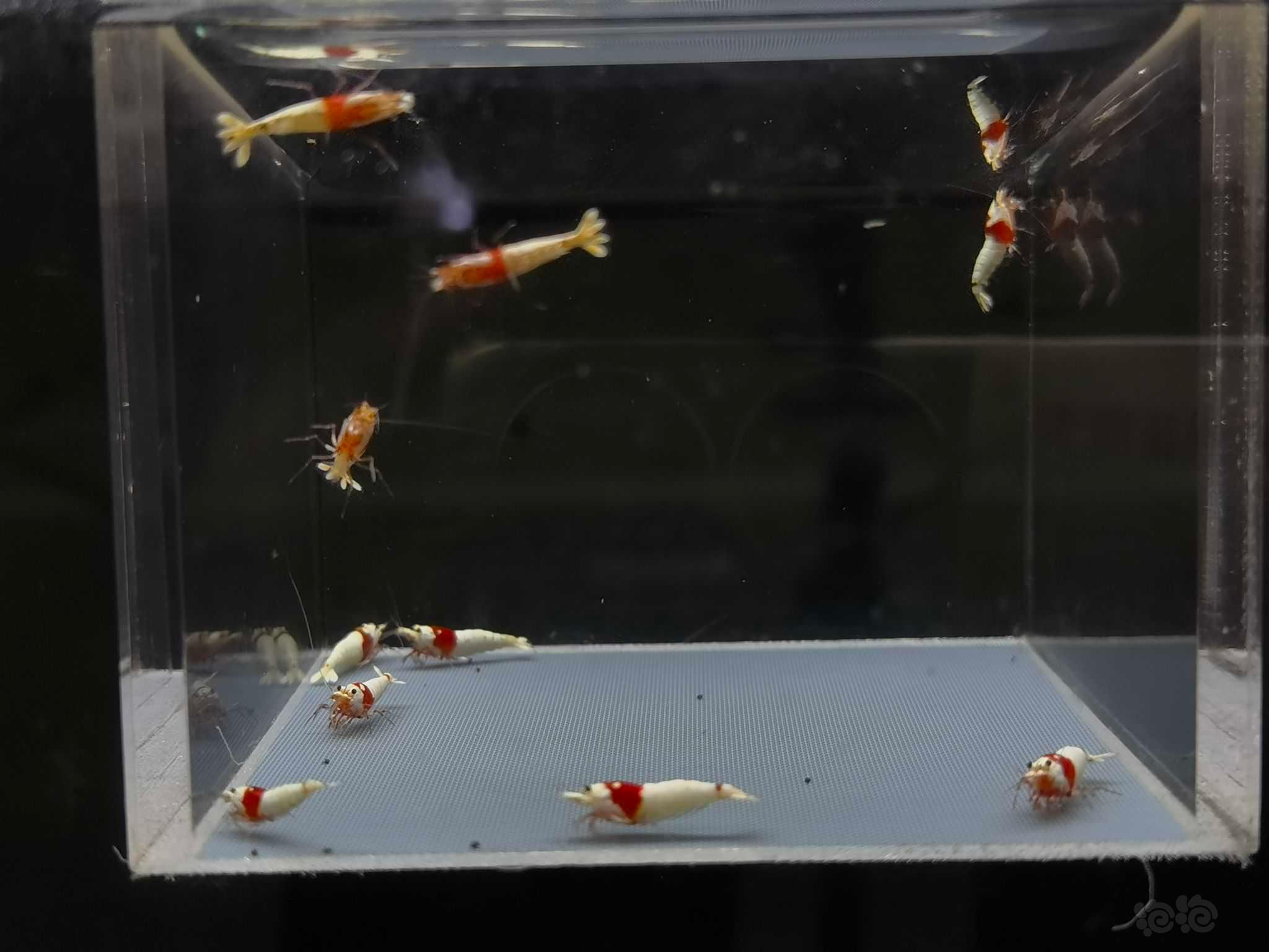 【虾】2022-09-11#RMB拍卖纯血红白10只-图4