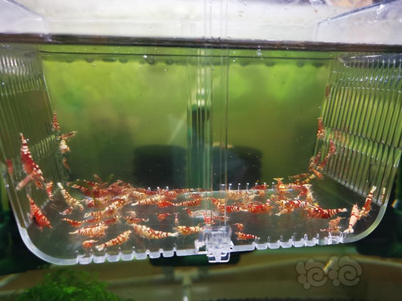 【虾】2022-09-22#RMB拍卖淘汰虾一组100只（2）-图2