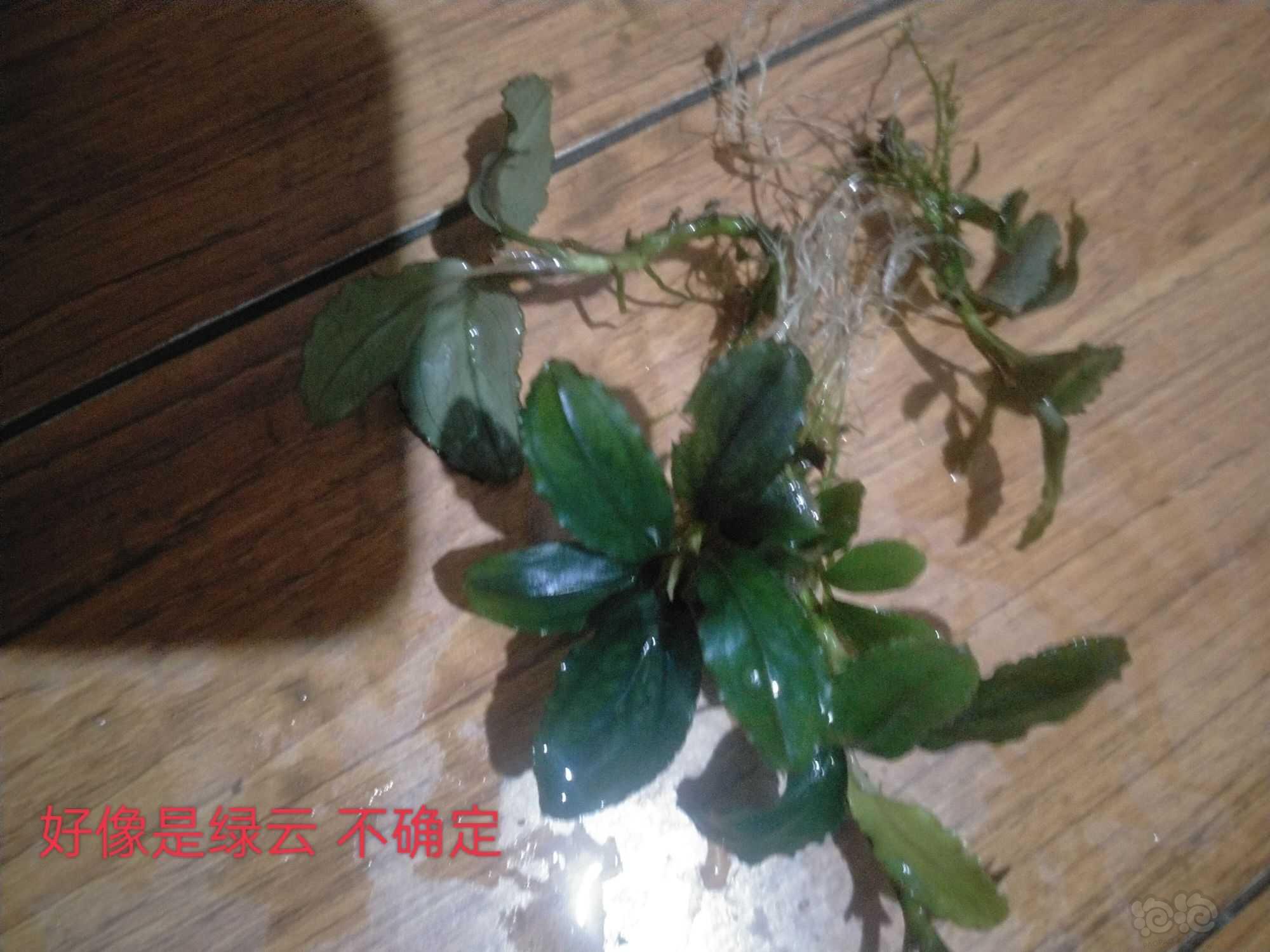 【水草】2022-09-25#RMB拍卖#老货辣椒榕一堆-图7