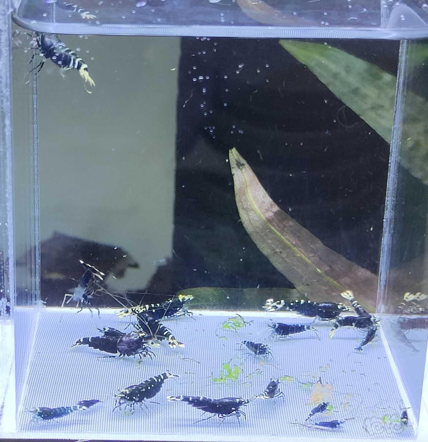 【水晶虾】出金属紫1公6母繁殖组+10只苗-图2