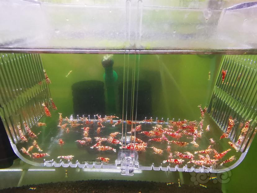 【虾】2022-09-02#RMB拍卖红花虎幼虾一组100只-图1