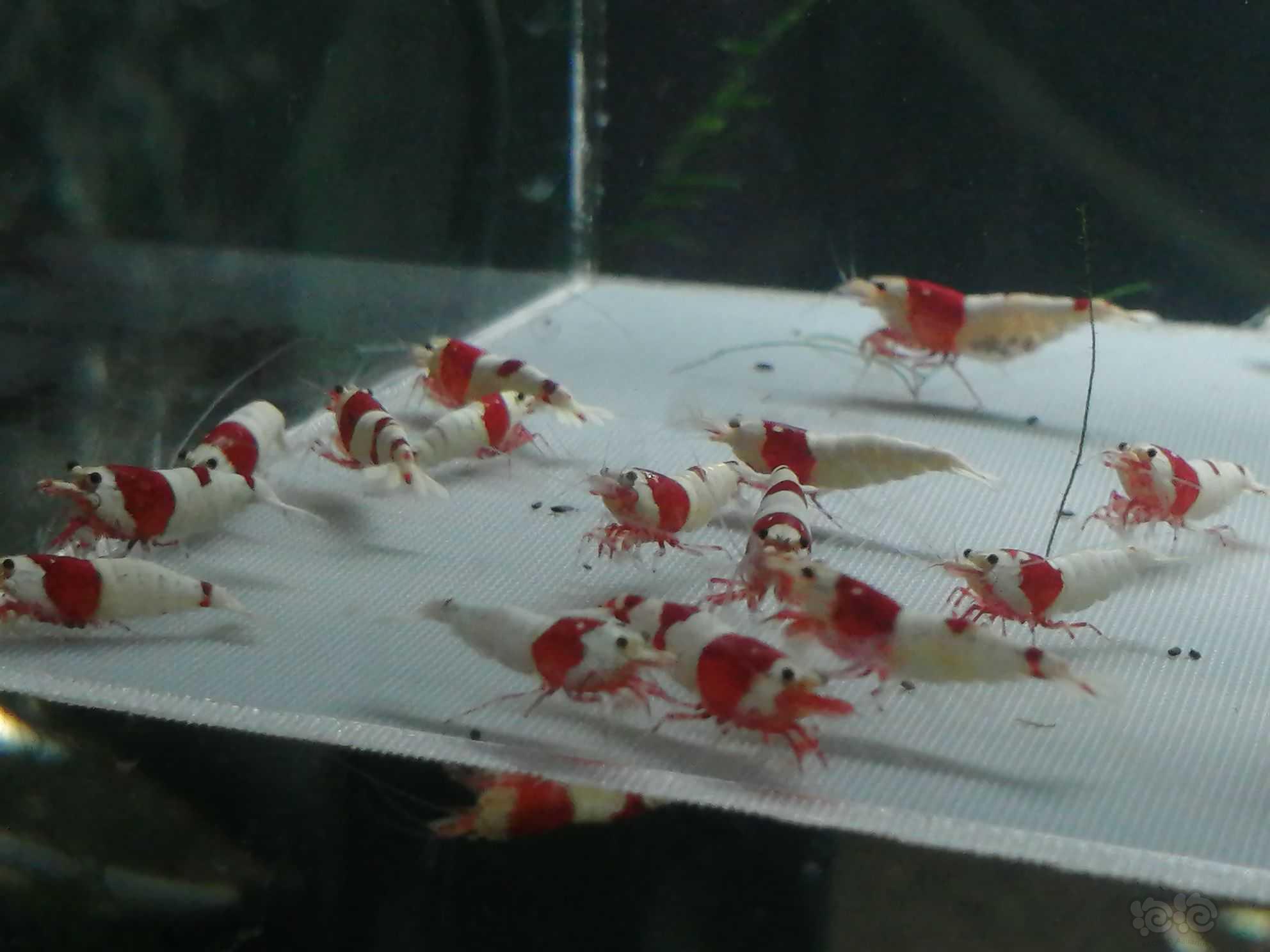 【虾】2022-09-21＃RMB拍卖纯血红白24母8公32只虾。-图3