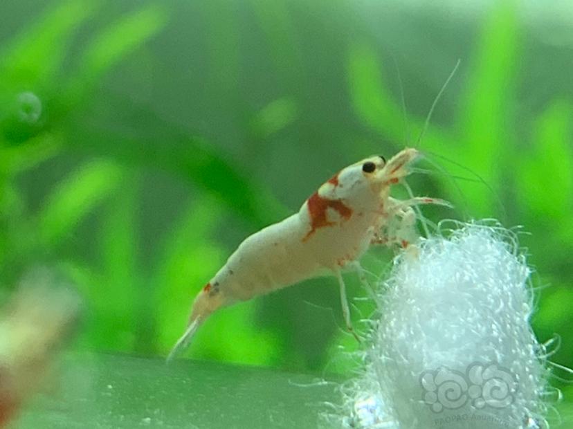 【虾】2022-9-26#RMB拍卖红白水晶虾-图5