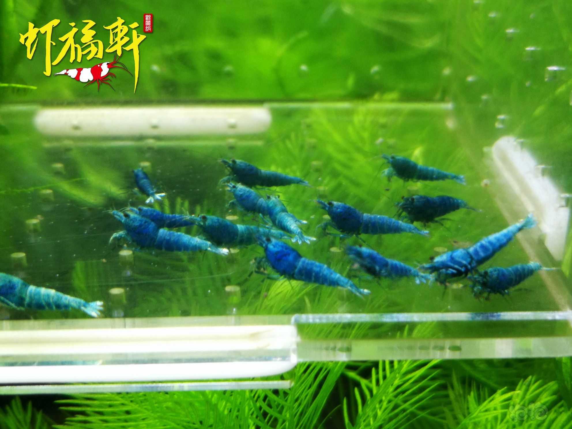 【虾】2022-09-23#RMB拍卖#蓝金刚小苗15只-图1