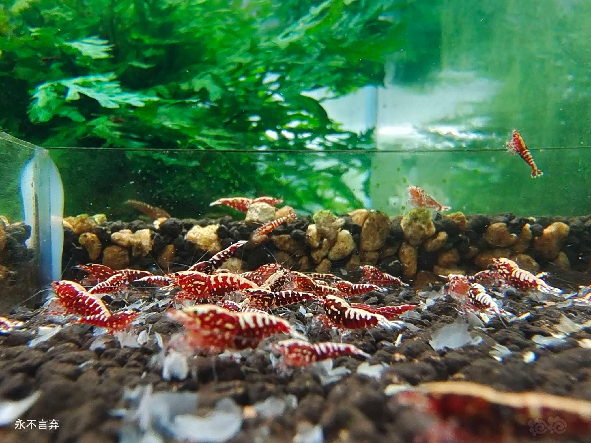 【虾螺】出几组红银河雪花/黑银河雪花/系统红白水晶虾-图3