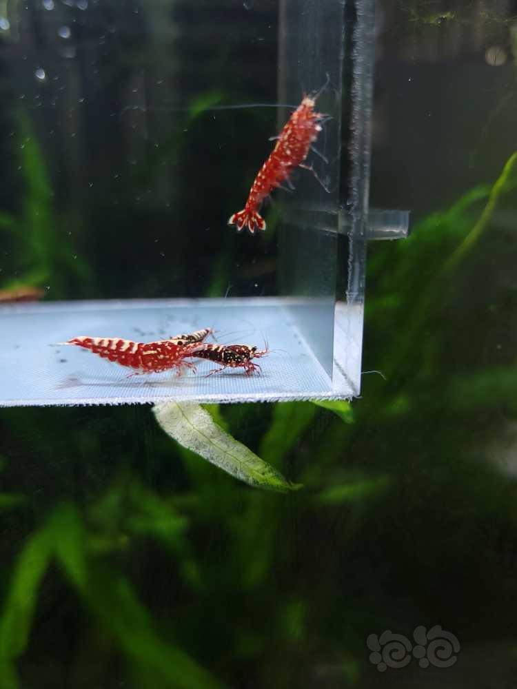 【虾】2022-09-06#RMB拍卖#红银河水晶虾一份6只-图2