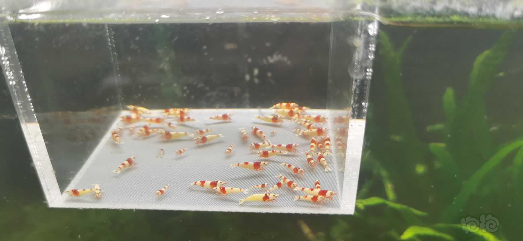 【水晶虾】翻缸出红白小虾-图1
