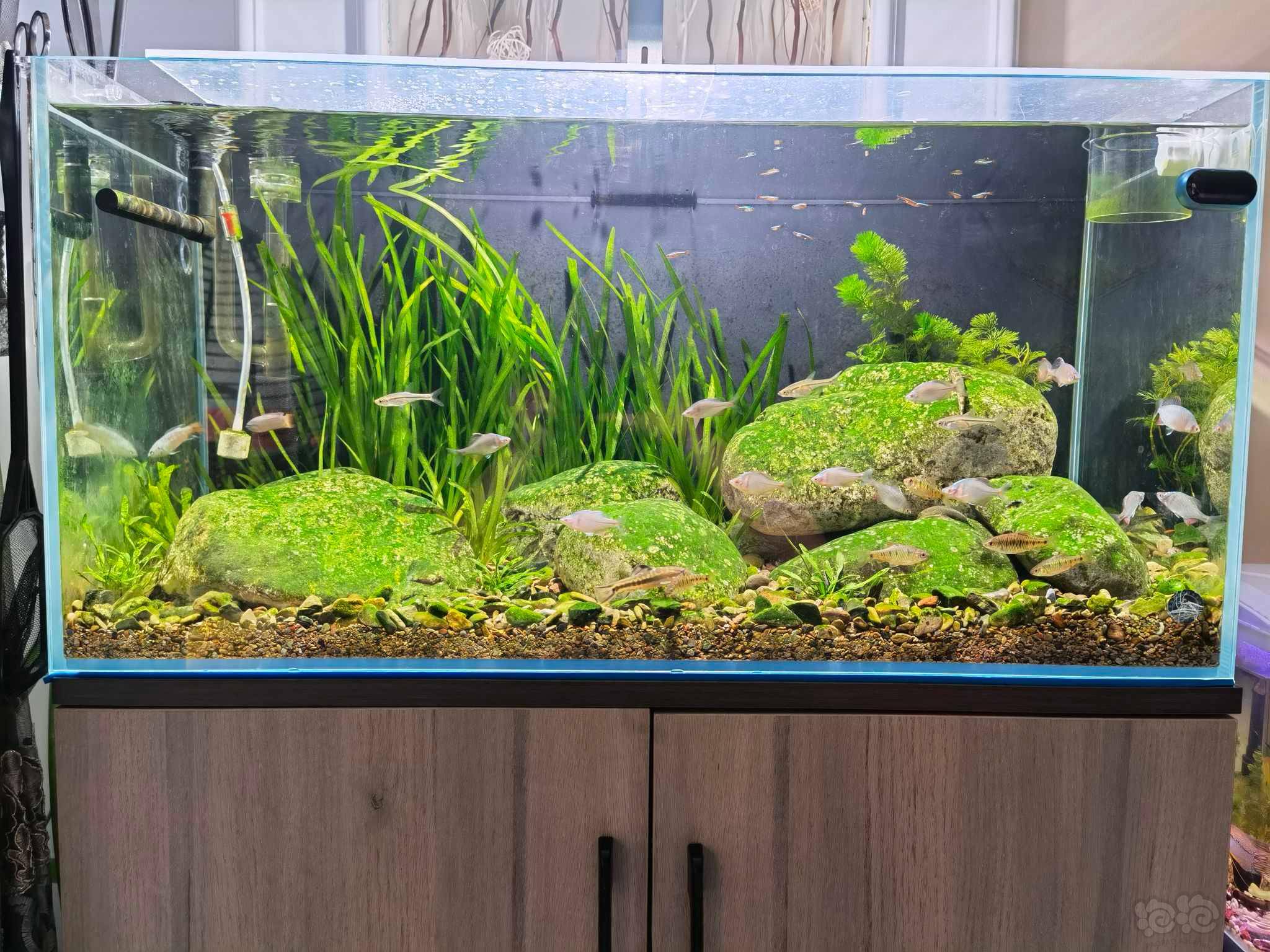 原生缸石头爆藻,由绿变黑怎么办?-图2