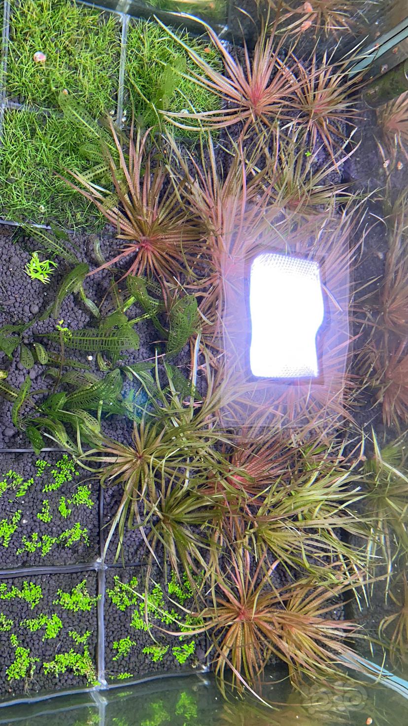 红箦藻20棵，60缸占了半缸-图2