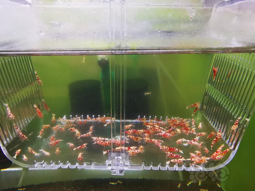 【虾】2022-09-02#RMB拍卖红花虎幼虾一组100只-图3