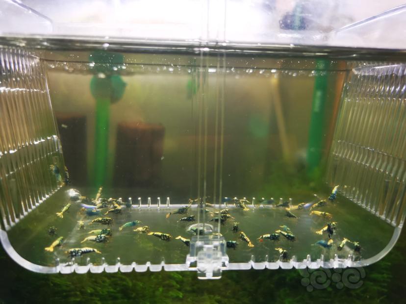 【虾】2022-09-24#RMB拍卖淘汰银河幼虾一组50只-图5