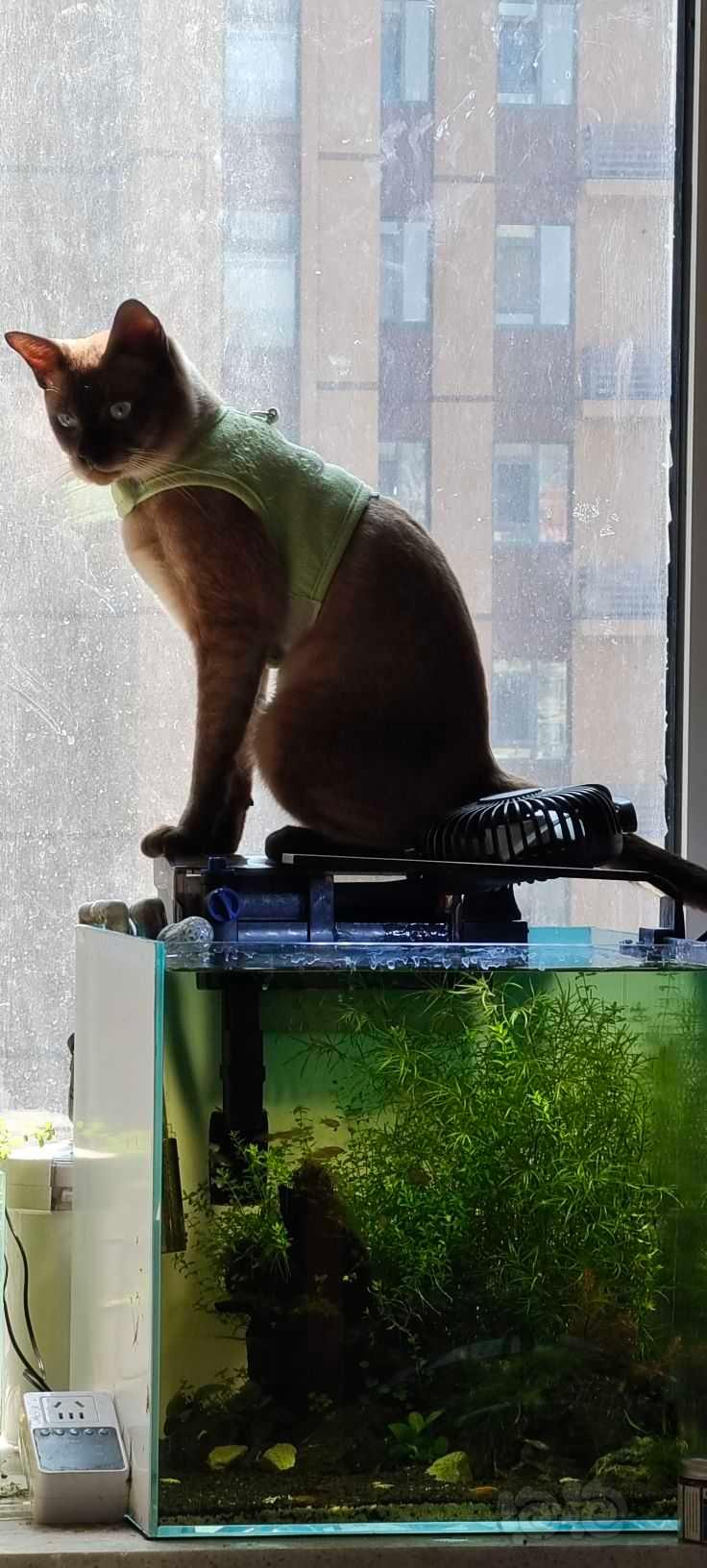 猫与鱼缸绝配-图1