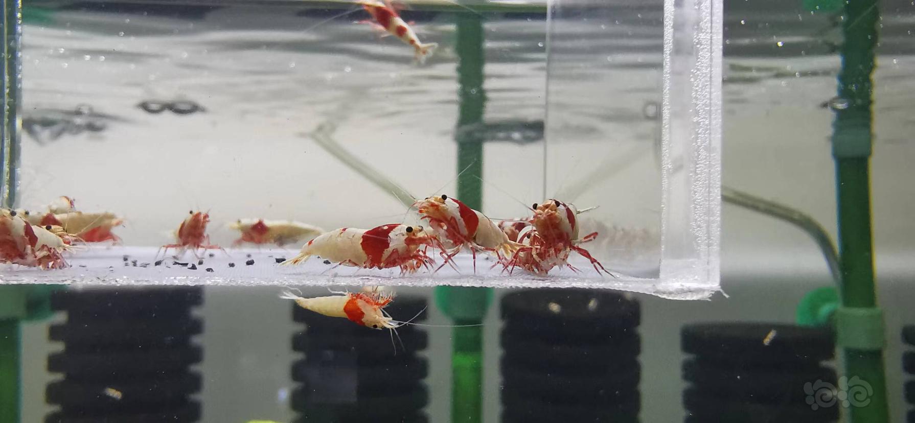 【虾】2022-9-5#RMB拍卖红白水晶虾繁殖组-图2