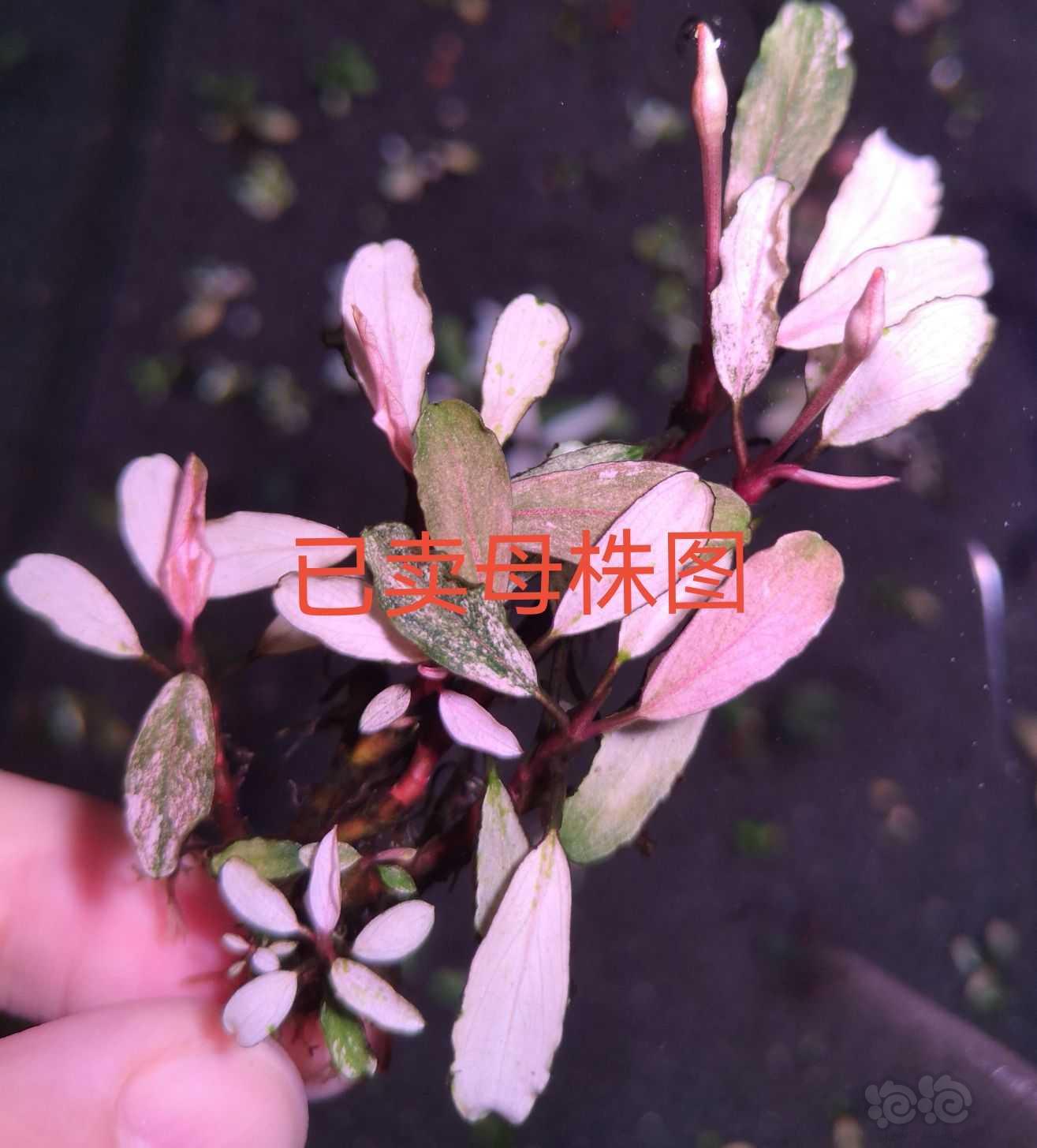【辣椒榕】变异辣椒榕，11丸子红脉玉-图5