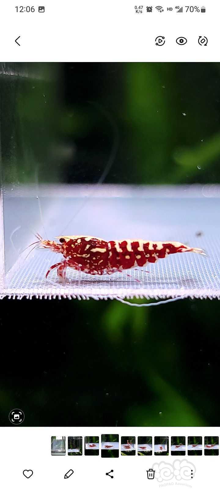 【虾】2022-09-12#RMB拍卖#红银河水晶虾一份4只-图8
