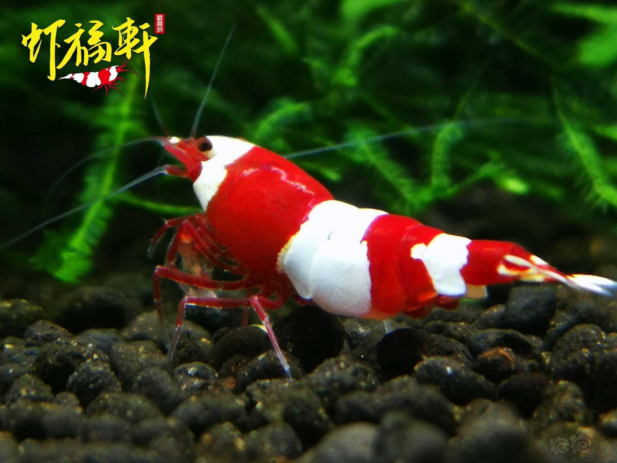 【虾】2022-09-22#RMB拍卖#品质红白三段2只-图2