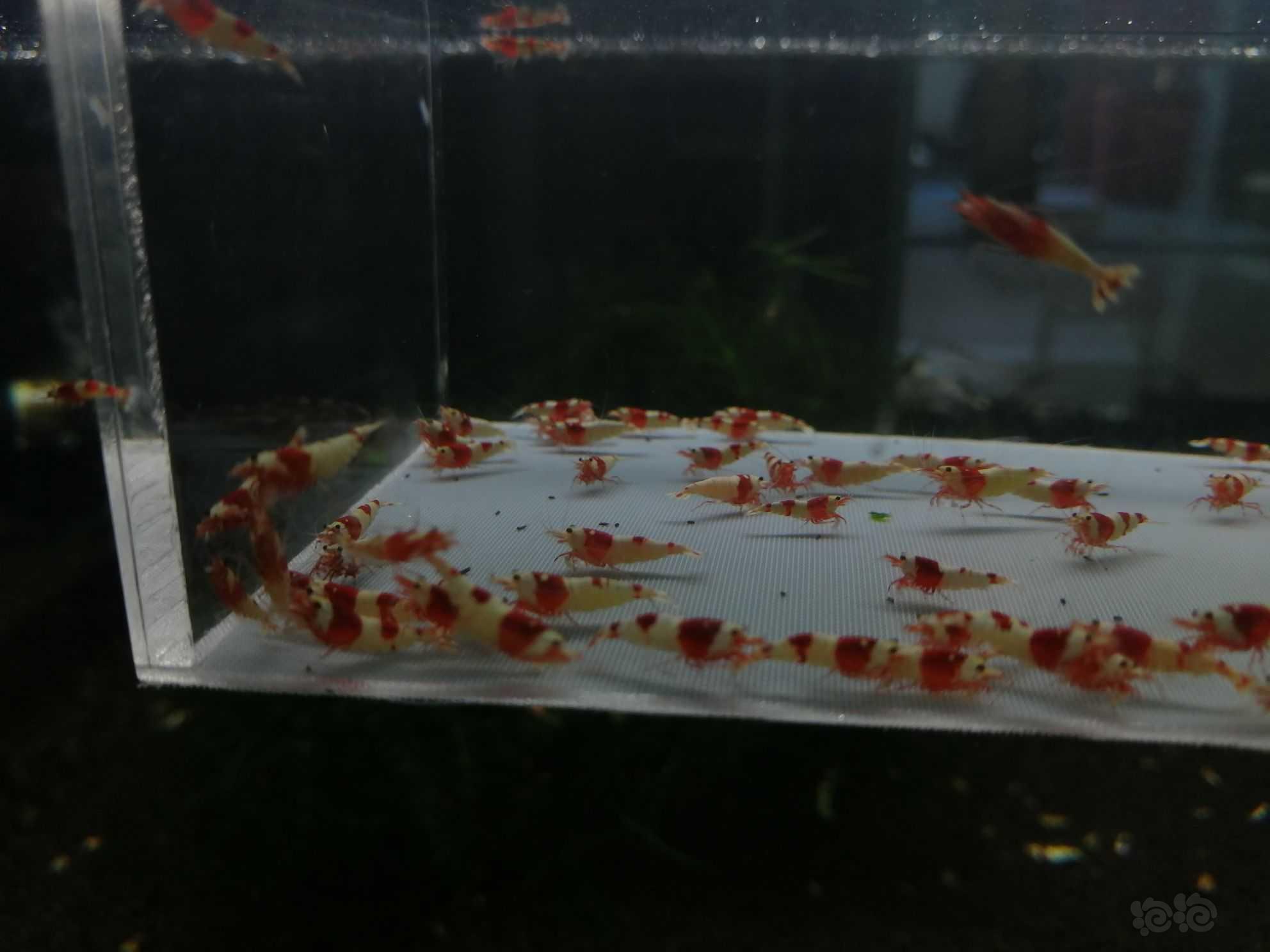 【虾】2022-09-21＃RMB拍卖纯血红白幼虾78只。-图5