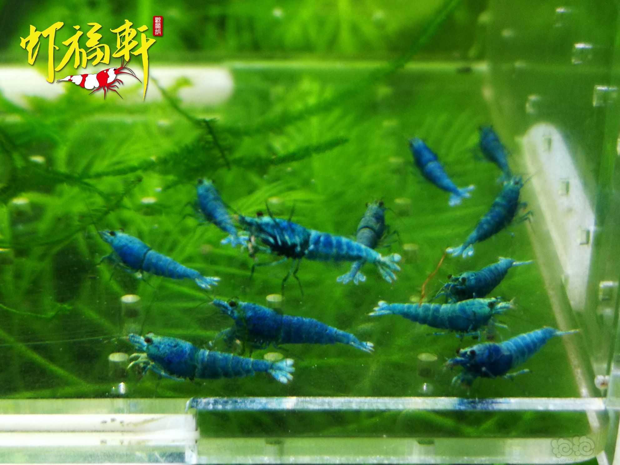 【虾】2022-09-18#RMB拍卖#蓝金刚小苗12只-图2