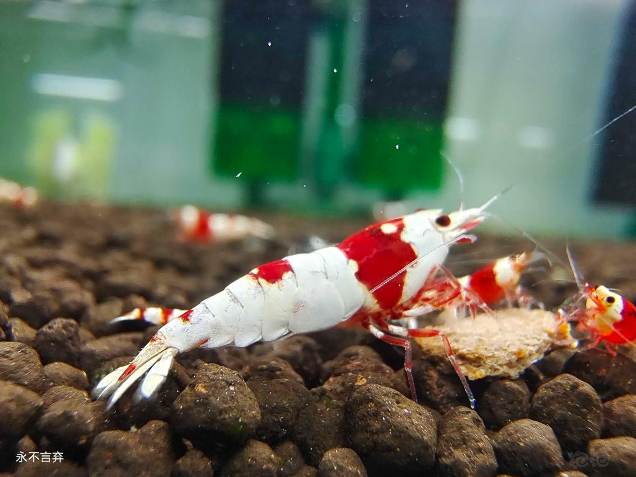 【虾】2022-09－11#RMB拍卖红白水晶虾3只-图6
