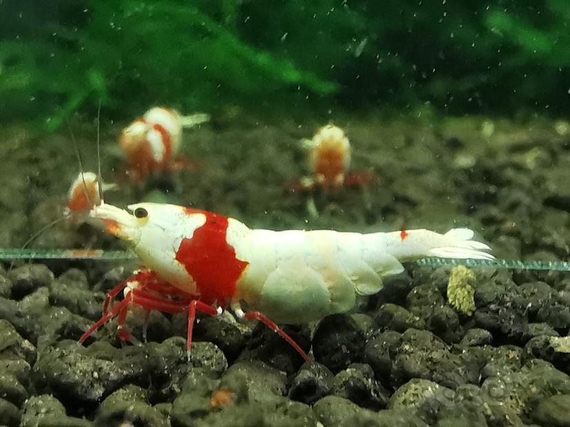 【虾】2022-09-07#RMB拍卖#红白水晶虾两只-图1