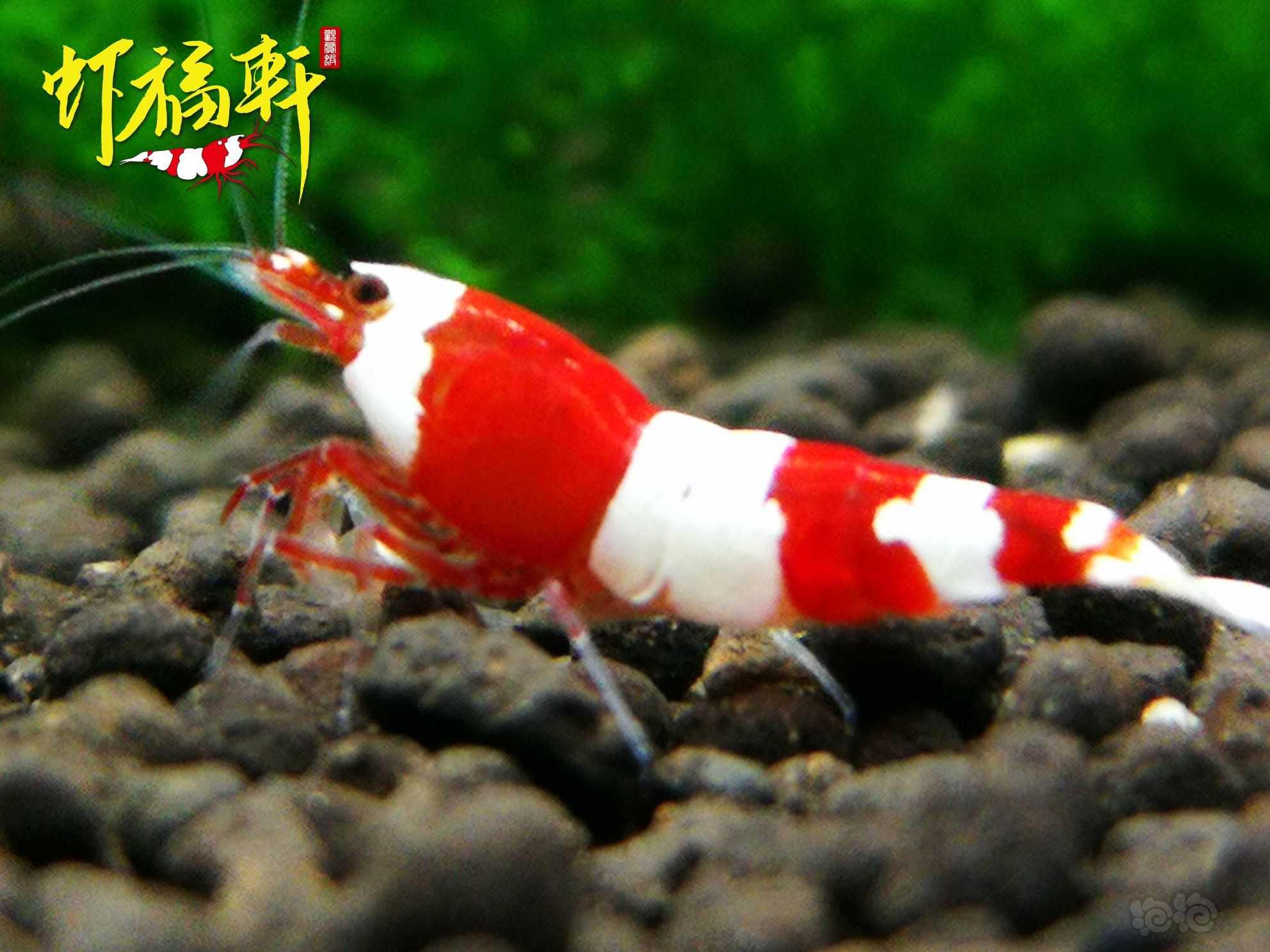 【虾】2022-09-12#RMB拍卖#优质红白三段V型4只-图2