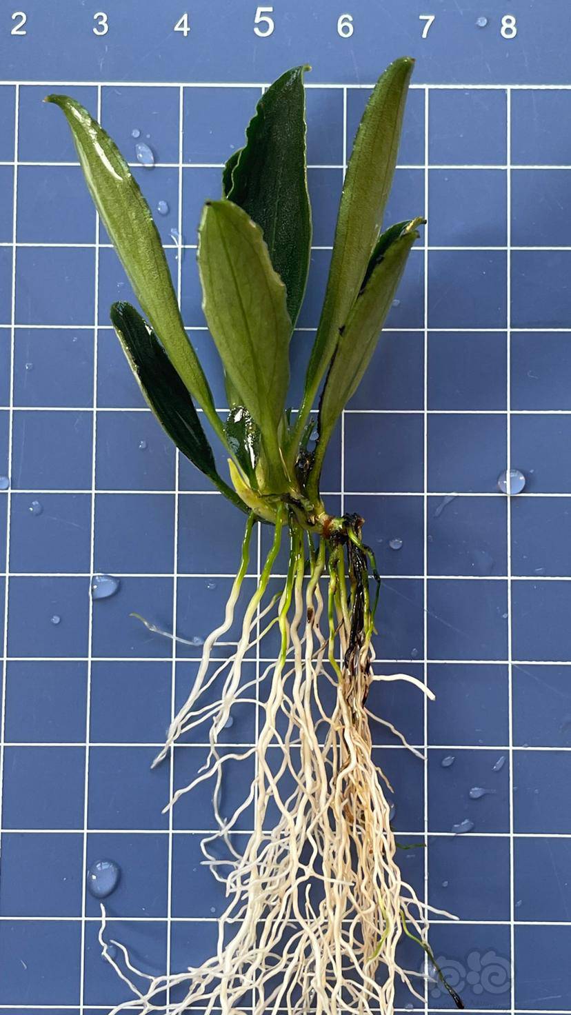 【辣椒榕】出卡佩特k5三棵