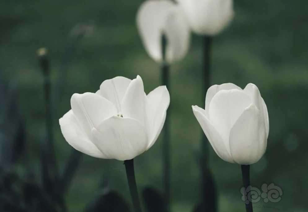 白色的花朵-图7