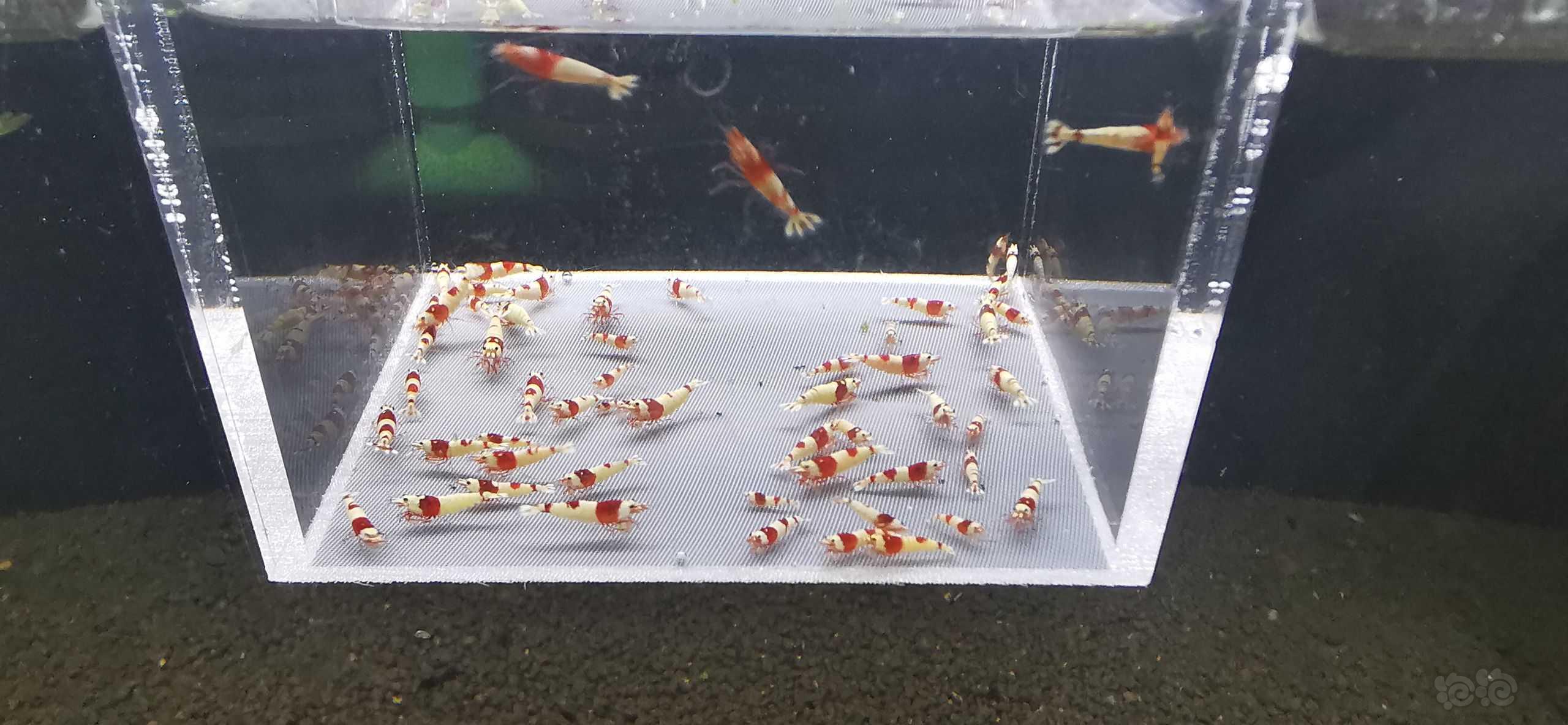 【水晶虾】翻缸出红白小虾-图3