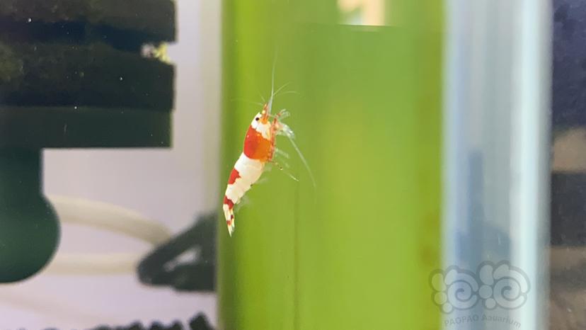 【虾】2022-09-22#RMB拍卖#红白水晶虾一份30只-图4