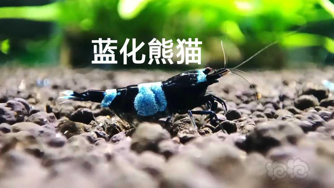 【水晶虾】水晶虾教学指导咨询开缸方法-图4