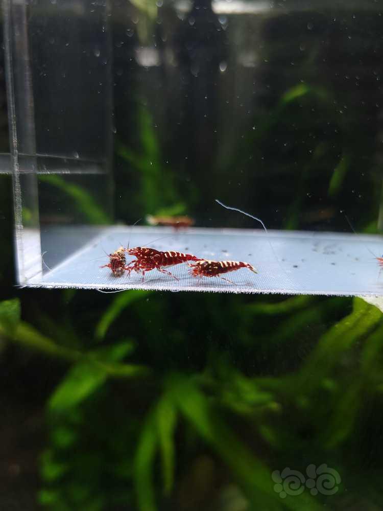 【虾】2022-09-06#RMB拍卖#红银河水晶虾一份6只-图7