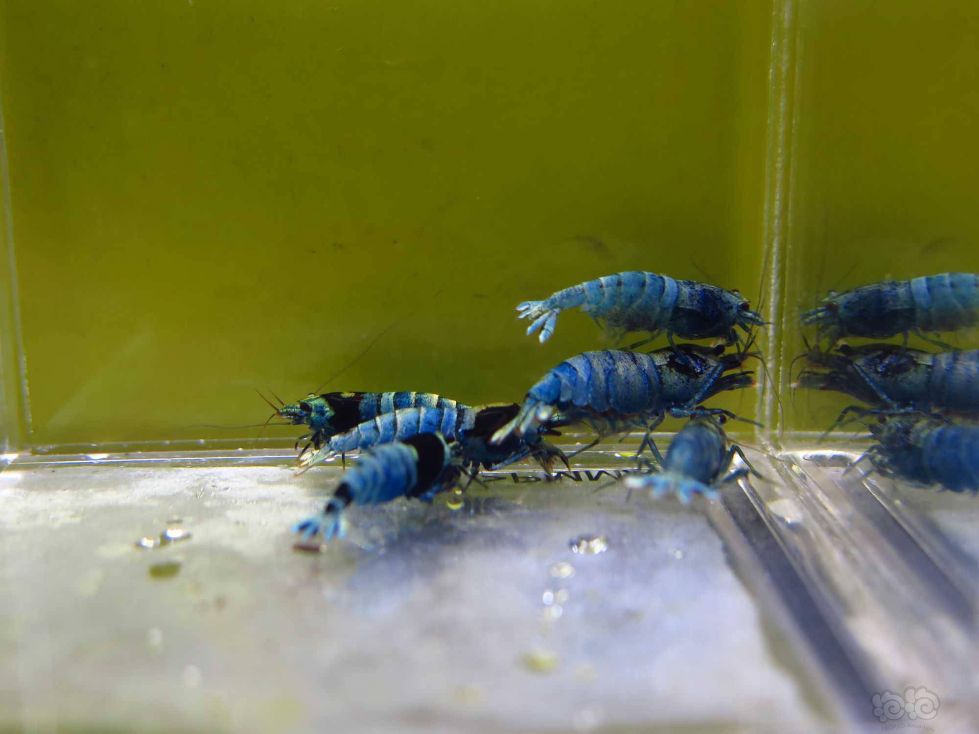 2022-9-2#rmb拍卖蓝金刚系水晶虾1公5母-图6