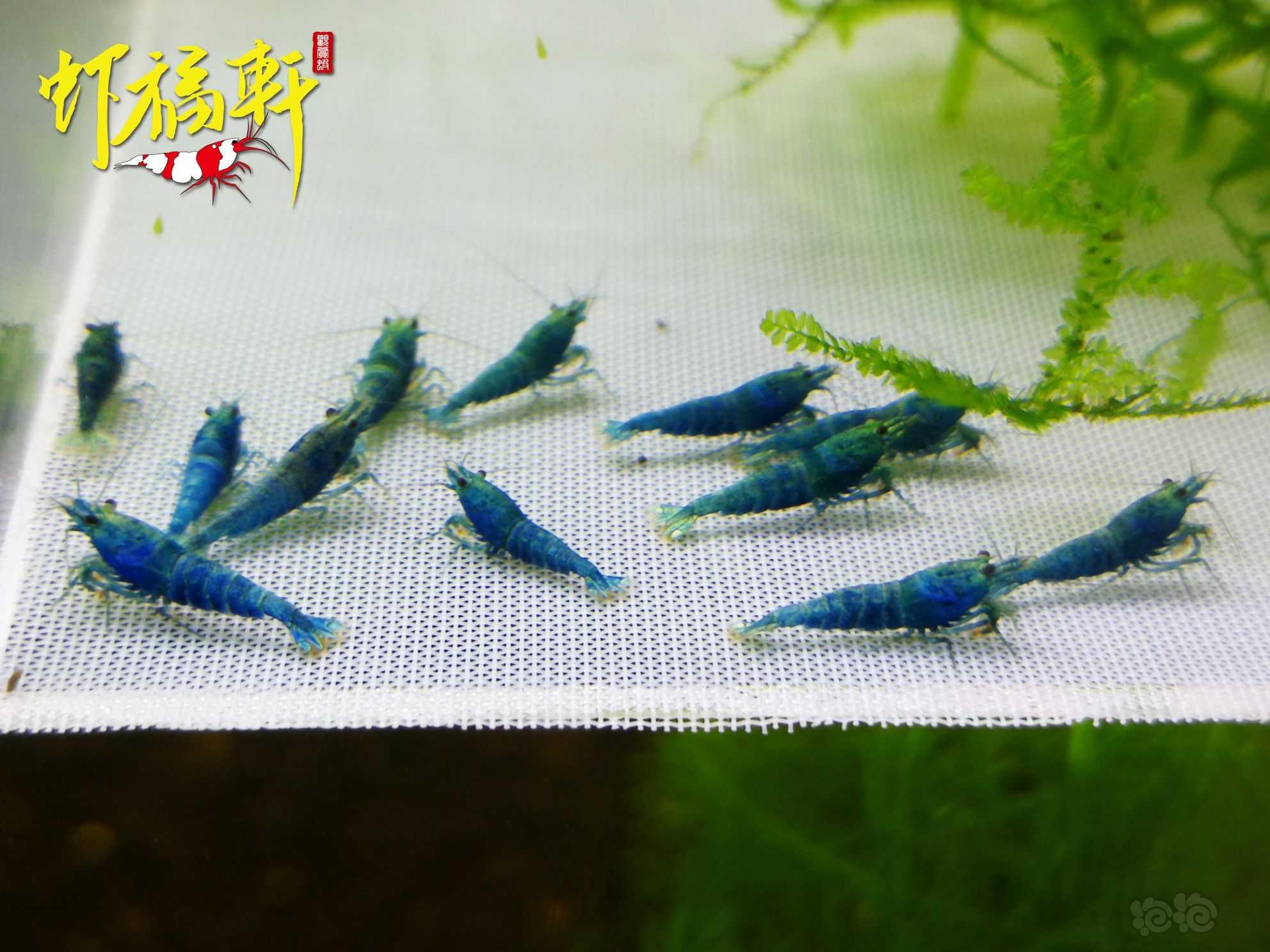 【虾】2022-09-13#RMB拍卖#蓝金刚小苗12只-图1