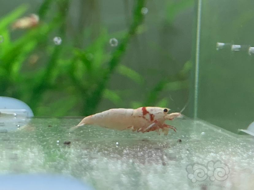 【虾】2022-9-26#RMB拍卖红白水晶虾-图8
