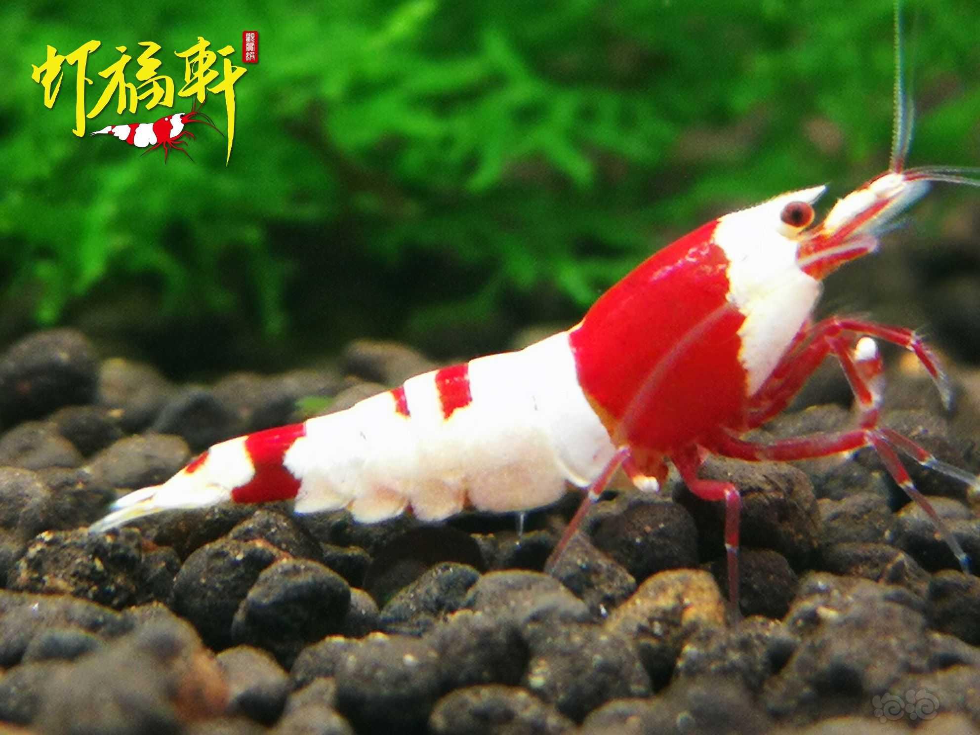 【虾】2022-09-14#RMB拍卖#红白繁殖组5只-图4