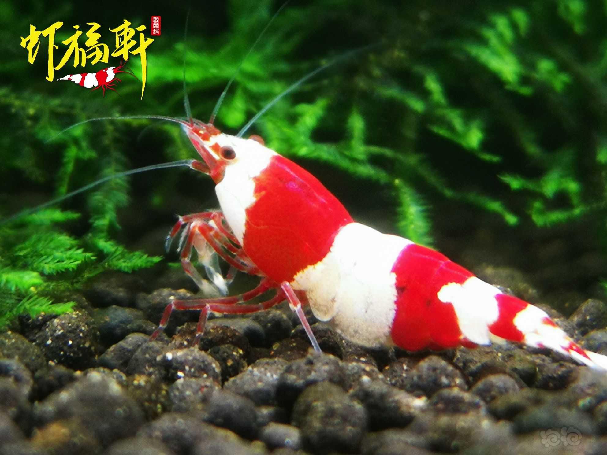 【虾】2022-09-16#RMB拍卖#红白三段V型繁殖组6只-图1