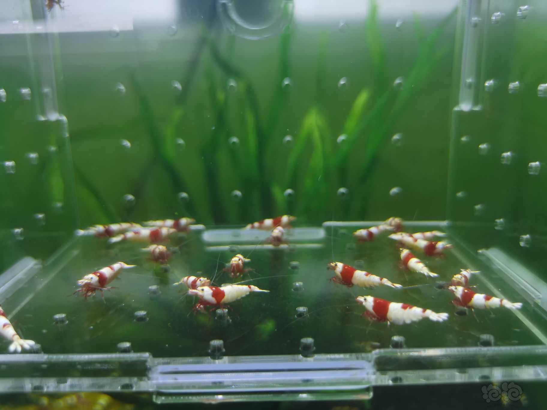 【水晶虾】低价出一份淘汰红白繁殖组-图3