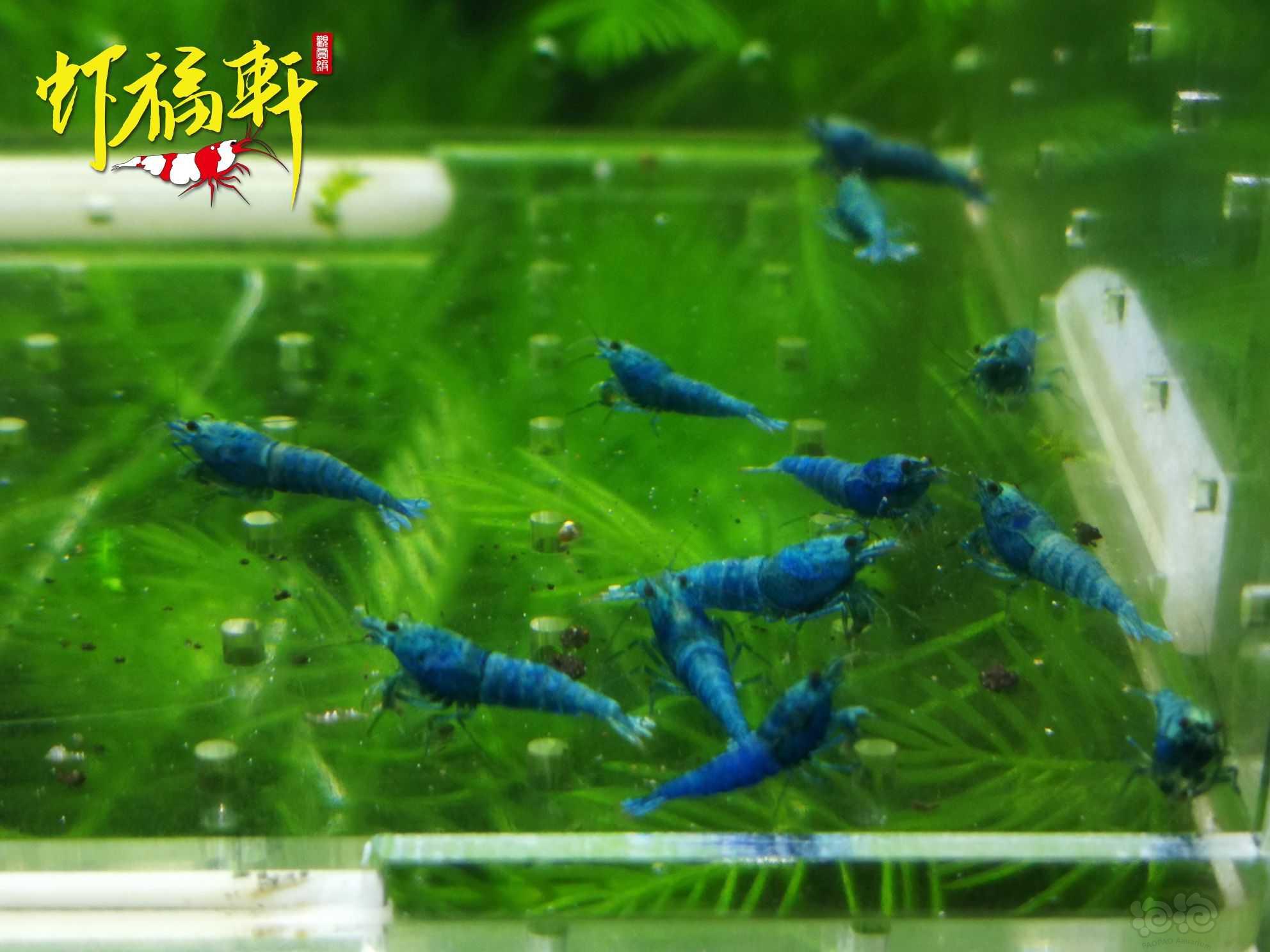 【虾】2022-09-17#RMB拍卖#优质蓝金刚小苗12只-图2