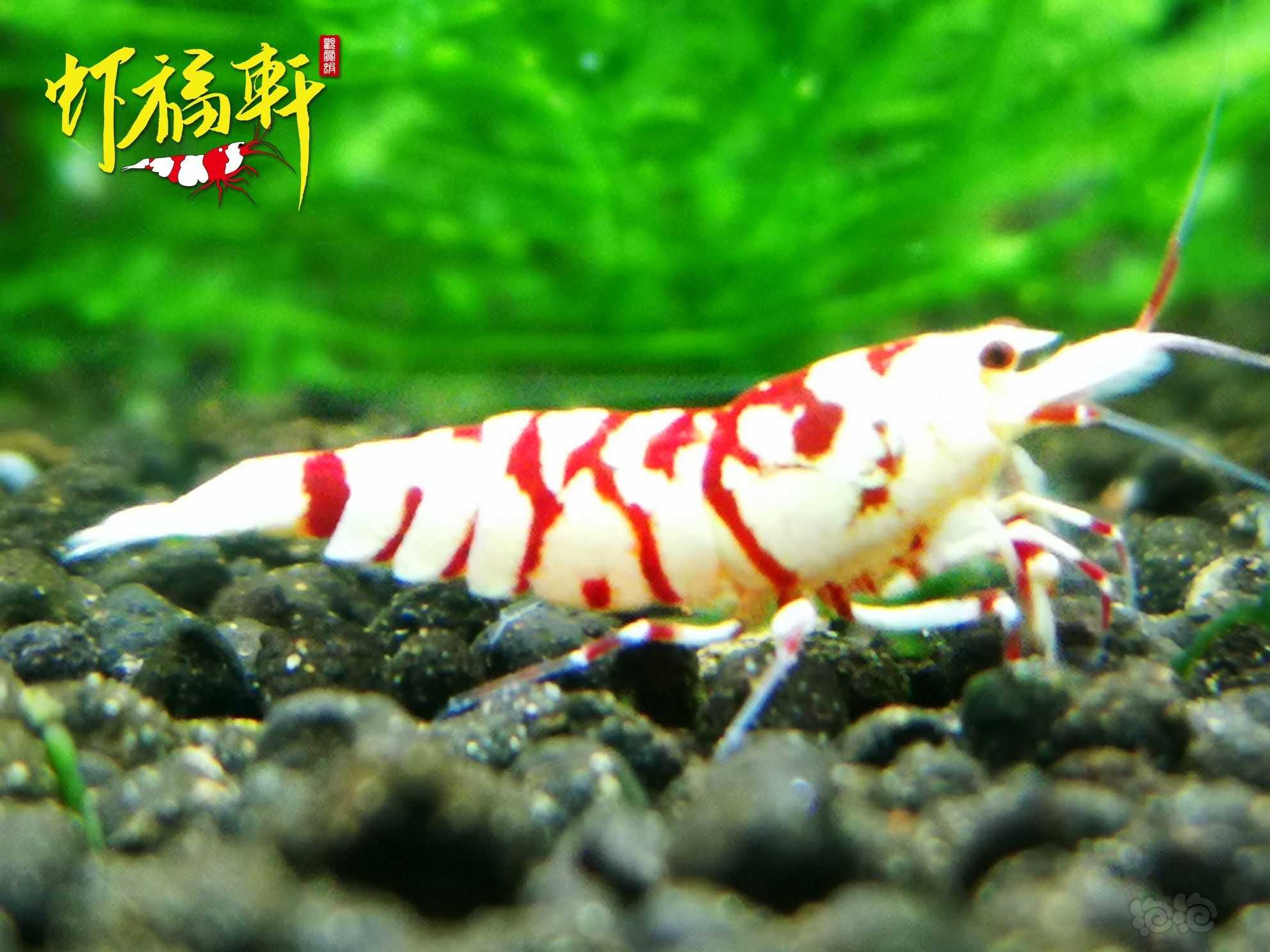 【虾】2022-09-06#RMB拍卖#优质红花虎2只-图2